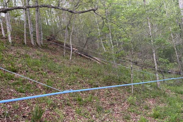 Maple Syrup Tree Tap Lines