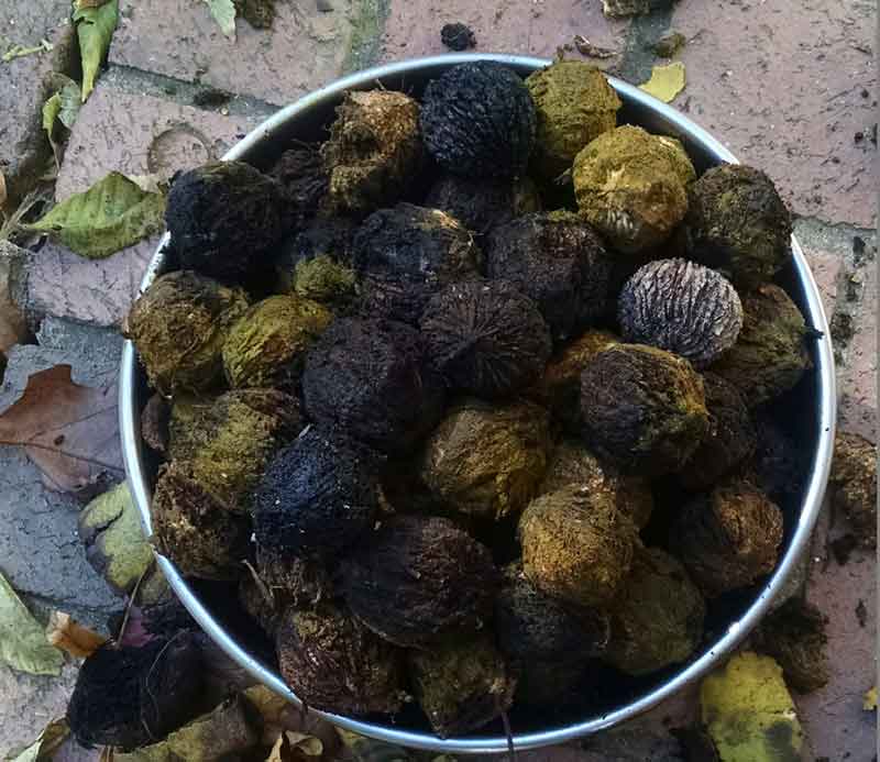 Bucket of Black Walnuts