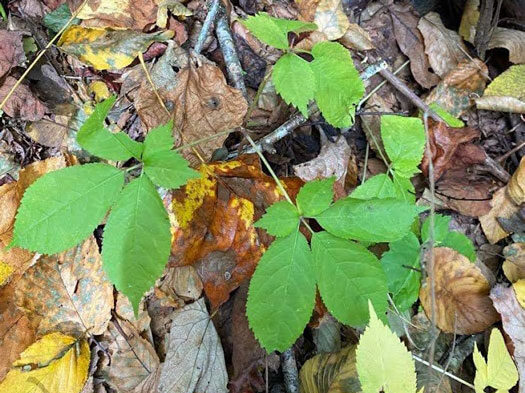 American ginseng leaves in fall among fallen autumn leaves
