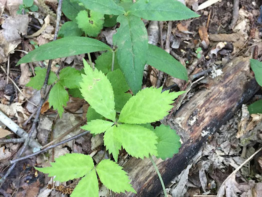 Young American ginseng plant growing on a shady hardwood forest floor